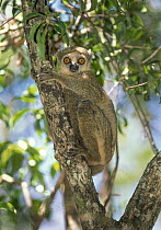 Western woolly lemur (Avahi occidentalis) resting on branch. Ankarafantsika National Park, north west Madagascar.