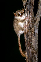 Grey mouse lemur (Microcebus murinus) on tree trunk at night, Kirindy Forest, Madagascar.