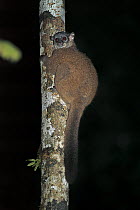 Betsileo sportive lemur (Lepilemur betsileo) resting on tree trunk in montane forest at night, Vohiparara, Ranomafana National Park, south east Madagascar.  Endangered. Small repro only.