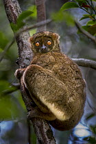 Masoala woolly lemur (Avahi mooreorum) sitting in tree, Masoala National Park, north east Madagascar. Endangered.