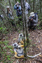 Two Diademed sifakas (Propithecus diadema) sitting on forest floor after being reintroduced with group of tourists taking photographs in background, Analamazaotra Special Reserve, Madagascar. Endanger...