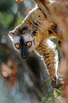 Red-fronted brown lemur (Eulemur rufus) female, portrait, Kirindy Forest, Madagascar.