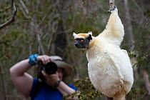 Golden-crowned sifaka (Propithecus tattersalli) climbing on branch, photographed by tourist, near Daraina, northern Madagascar. Critically endangered.