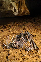 Straw-coloured fruit bat (Eidolon dupreanum) skeleton on cave floor, Ankarana National Park, northern Madagascar.
