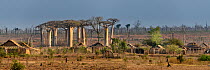 Baobab (Adansonia grandidieri) trees left standing in area of cleared deciduous forest near village, Manabe region, western Madagascar.  Stitched image