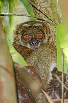 Eastern woolly lemur (Avahi laniger) sitting in tree, Mantadia National Park, central east Madagascar.