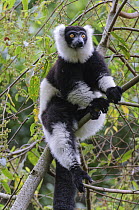 Black-and-white ruffed lemur (Varecia variegata) resting on branch in forest, Ranomafana National Park, Madagascar. Critically endangered.