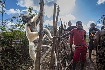 Golden-crowned sifaka (Propithecus tattersalli) climbing on wooden fence in village with group of people watching, Andranotsimaty, near Daraina, northern Madagascar. Critically endangered.