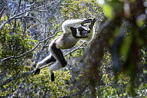 Indri (Indri indri) male, leaping through the rain forest canopy, Andasibe-Mantadia National Park, eastern Madagascar. Critically Endangered.