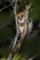 Tavaratra mouse lemur (Microcebus tavaratra) sitting on branch at night, Daraina forest, northern Madagascar.