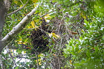 Aye-aye (Daubentonia madagascariensis) nest in forest canopy, Masoala National Park, Madagascar. Endangered.