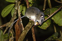 Lesser tufted-tailed rat (Eliurus minor) feeding in tree at night, Marojejy National Park, north east Madagascar.