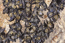 Group of Madagascar straw-coloured fruit bats (Eidolon dupreanum) roosting in cave, Ankarana Reserve, northern Madagascar. Small repro only.