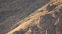 Himalayan brown bear (Ursus arctos isabellinus) cub with amputated front leg following adult female uphill, Mushko valley, Dras, Kargil District, Ladakh, India, October. Critically endangered.