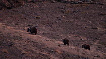 Himalayan brown bear (Ursus arctos isabellinus) adult female and cubs walking uphill. Family stops before continuing uphill and exiting the frame, Dras, Kargil District, Ladakh, India, October. Critic...
