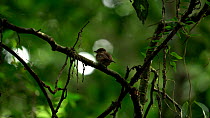 Rufous-sided broadbill (Smithornis rufolateralis) female perched and looking down at the camera. The bird then flies out of the frame. Lomako Yokokala Faunal Reserve, Equateur Province, Democratic Rep...