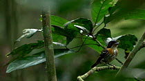 Rufous-sided broadbill (Smithornis rufolateralis) male perched and looking at the camera. The bird then flies out of the frame. Lomako Yokokala Faunal Reserve, Equateur Province, Democratic Republic o...