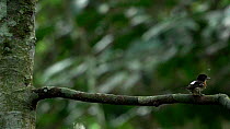 Rufous-sided broadbill (Smithornis rufolateralis) male perched. The bird performs an aerial display and then lands back on the branch. Lomako Yokokala Faunal Reserve, Equateur Province, Democratic Rep...