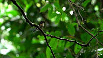 Rufous-sided broadbill (Smithornis rufolateralis) male perched. The bird performs an aerial display and then lands back on the branch. Lomako Yokokala Faunal Reserve, Equateur Province, Democratic Rep...