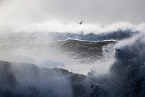 Glaucous gull (Larus hyperboreus) in flight over rough seas, South Iceland. Vogelwarte Photo Competition 2022 -  Finalist