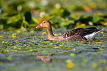 Greylag goose (Anser anser) swimming through Fringed water lilies (Nymphoides peltata). Hungary. July.