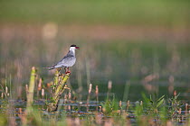Whiskered tern (Chlidonias hybrida) perched on reed. Hungary. July.
