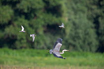 Three Whiskered terns (Chlidonias hybrida) mobbing Grey heron (Ardea cinerea) which is crossing breeding colony. Hungary. July.