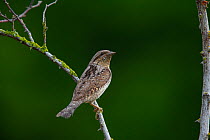 Eurasian wryneck (Jynx torquilla) perched on branch. Germany. June.
