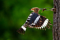 Eurasian hoopoe (Upupa epops) parent flying to nest hole with food in beak  for chick, Hungary. July.