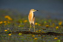 Squacco heron (Ardeola ralloides) perched on mud between Fringed water lilies (Nymphoides peltata). Hungary. July.