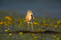 Squacco heron (Ardeola ralloides) perched on mud between Fringed water lilies (Nymphoides peltata). Hungary. July.