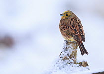 Yellowhammer (Emberiza citrinella) male, perched on snow covered log, Poland. January.