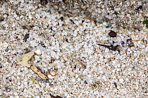 Nurdles, toxic plastic pellets, washed up ashore.  Betty's Bay, Western Cape, South Africa.
