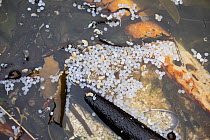 Nurdles, toxic plastic pellets, floating between seaweed in shallow coastal waters.  Bettys Bay, Western Cape, South Africa.