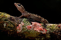 Andy Sabin's leaf-toed gecko (Phyllodactylus andysabini) on lichen covered branch, Isabela Island, Galapagos National Park, Galapagos Islands.