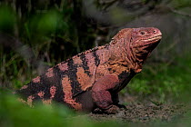 Galapagos pink iguana (Conolophus marthae) portrait, Isabela Island, Galapagos National Park, Galapagos Islands. Critically endangered.