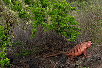 Galapagos pink iguana (Conolophus marthae) in undergrowth with mouth open, Isabela Island, Galapagos National Park, Galapagos Islands. Critically endangered.