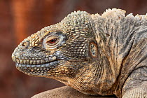 Santa Fe land iguana (Conolophus pallidus) head portrait, Santa Fe Island, Galapagos National Park, Galapagos Islands.