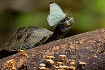 Sulphur butterfly (Pieridae) extracting minerals from eye moisture of a Yellow-spotted Amazon River turtle (Podocnemis unifilis), Yasuni National Park, Orellana, Ecuador.