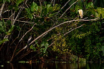 Capped heron (Pilherodius pileatus) and Anhinga (Anhinga anhinga) perched on same branch looking at each other, Yasuni National Park, Orellana, Ecuador.