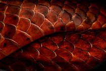 Rusty whipsnake / Wagler's sipo (Chironius scurrulus) scales, detail, Yasuni National Park, Orellana, Ecuador.