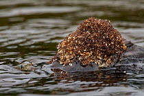 Ant (Formicidae) nest, stranded on rock in river after flooding, with fish approaching to nibble on nest, Yasuni National Park, Orellana, Ecuador.