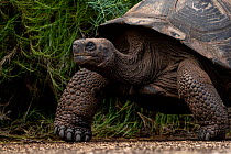 Alcedo giant tortoise (Chelonoidis nigra vandenburghi) portrait, Isabela Island, Galapagos National Park, Galapagos Islands.