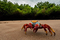Sally Lightfoot crab (Grapsus grapsus) on beach, Santiago Island, Galapagos National Park, Galapagos Islands.