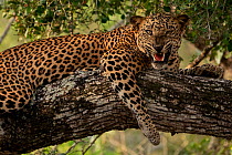 Sri Lankan leopard (Panthera pardus kotiya) resting on tree branch, snarling, Yala National Park, Southern and Uva Provinces, Sri Lanka.