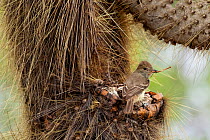 Galapagos flycatcher (Myiarchus magnirostris) building nest amongst spines of a Galapagos prickly pear (Opuntia galapageia), Santa Cruz Island, Galapagos National Park, Galapagos Islands.