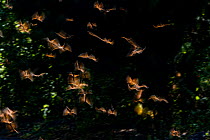 Monarch butterflies(Danaus plexippus) in flight during migration, Michoacan, Mexico.?? February.