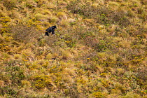 Andean bear / Spectacled bear (Tremarctos ornatus) in the paramo habitat , Cayambe Coca National Park, Napo, Ecuador.