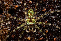 Lichen huntsman spider (Pandercetes sp.) portrait, Mulu, Sarawak, Malaysia.