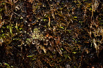 Lichen huntsman spider (Pandercetes sp.) camouflaged on lichen-covered tree trunk, Mulu, Sarawak, Malaysia.